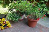 Lots of Flowers with pots
