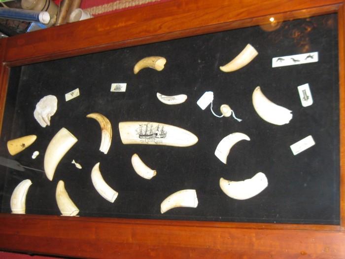 MANY PIECES OF WHALE TEETH, SOME WITH SCRIMSHAW.  THE ONE IN CENTER IS 8" LONG.