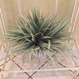 decorative floral accent