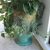 Jumbo Glazed terracotta pots thriving with plants