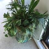 Jumbo Glazed terracotta pots thriving with plants