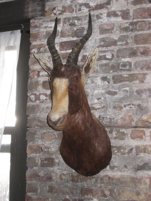 vintage Bleesbok taxidermy mount, it's an African Antelope