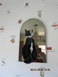 Cat mirrors