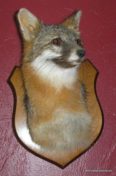 Mounted Fox Head, this was certified Roadkill before being mounted