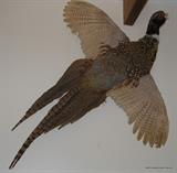 Ringneck Pheasant Mount