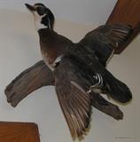 Wood Duck Mount