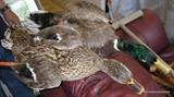 Mounted Mallard Ducks
