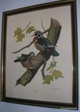 Eckelberry Bird Print