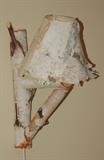 Birch Wall Sconce