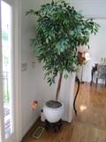 Large Silk Ficus