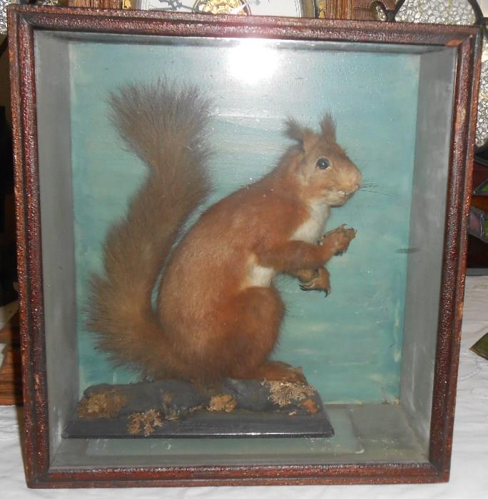 Victorian Shadow Box with Stuffed Squirrel