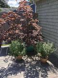 potted red maple, japanese maple, jardiniere