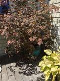 potted red maple, deck tree, jardiniere