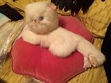 Kitty on pillow