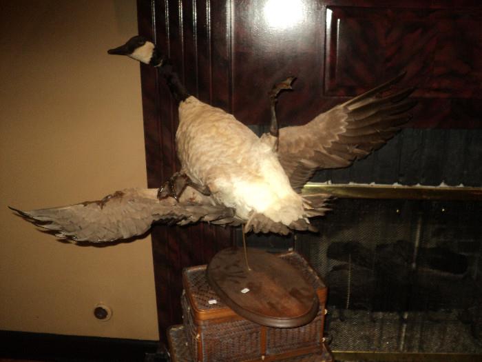 Taxidermy duck for your man cave!