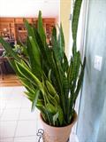 Some plants may be included in the sale!
