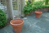 Outdoor cement bench, dogs and many terracotta planters.