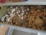 There is chest with 4 drawers of shells. ASKING $100 FOR ALL.