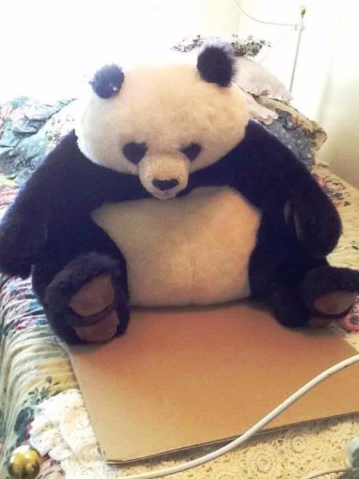 Dakin Panda Bear