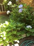 Gardenias, hosta, azalea, and hydrangea.