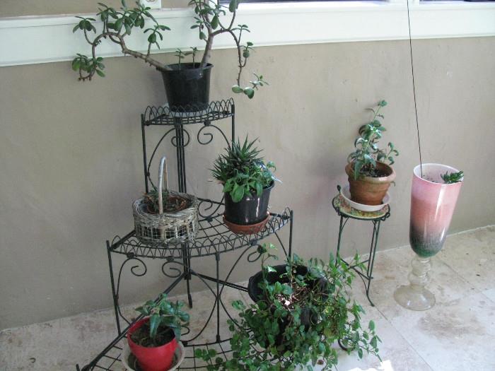 Plant stand and variety of plants.