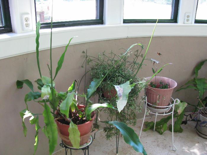 Variety of plants.