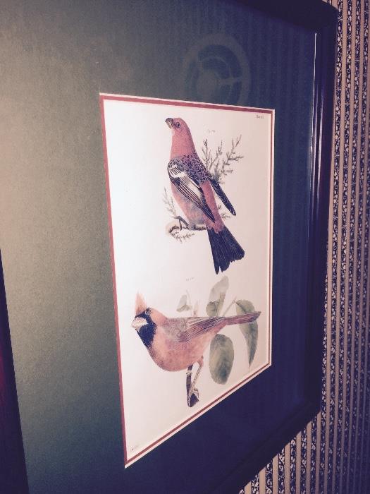 Audubon Prints A Lot of quality Art Work