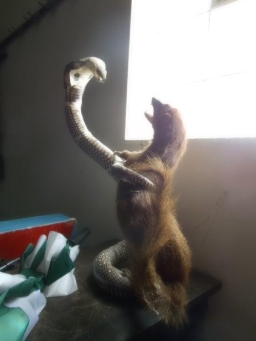 mongoose and snake taxidermy