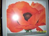 geogia o'keefe
"Poppy" professionally framed