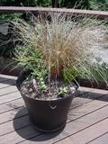 Planter with hardy grasses and herbs
