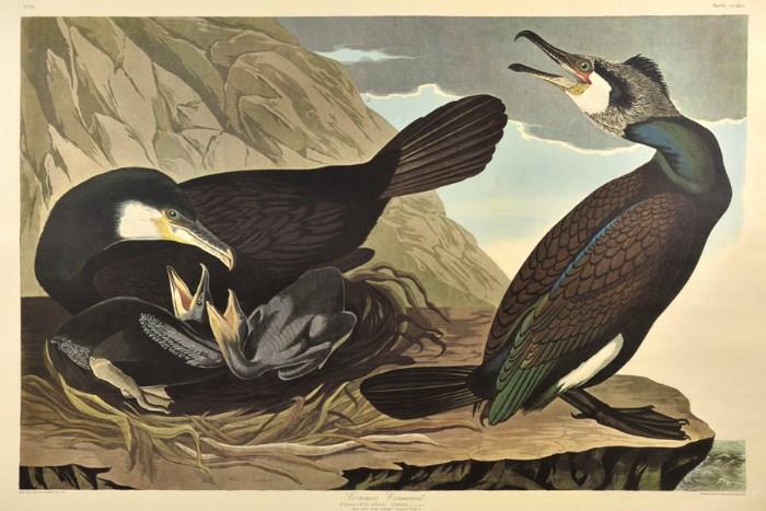 Lot 96: JOHN JAMES AUDUBON, (American, 1785-1851), Common Cormorant, 1972, Color offset print, H 26 x W 39 inches.