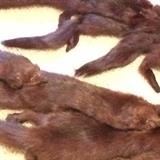 mink stoles (4 minks in each one)