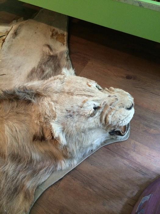                Lion skin rug
