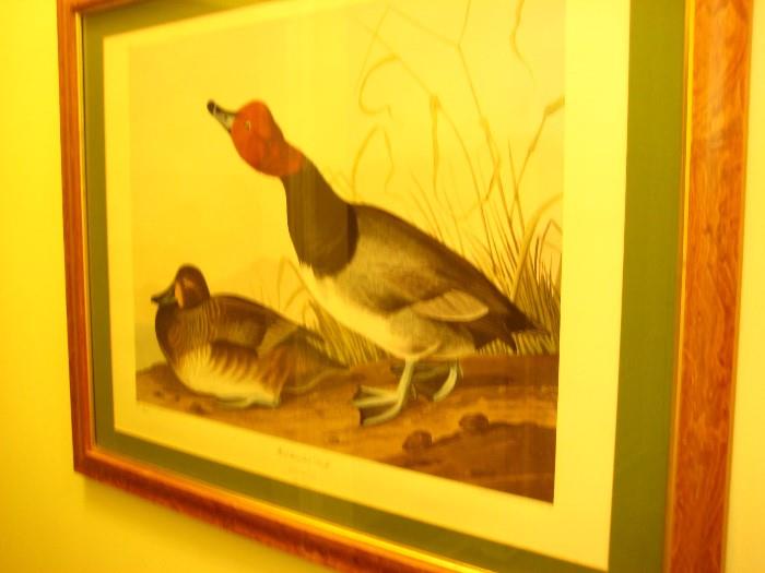 Audubon Print--Havell--Red Head Duck