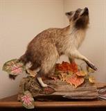Raccoon mount