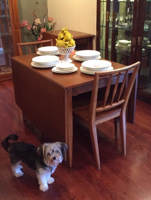 Sophie waiting for a handout by the cute Willett mid-century dining set