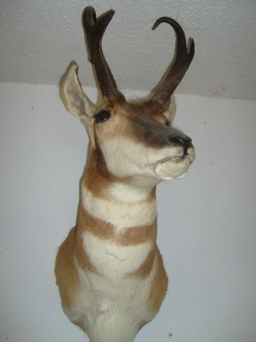 Antelope Mount
