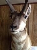 Antelope