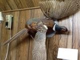 Pheasant