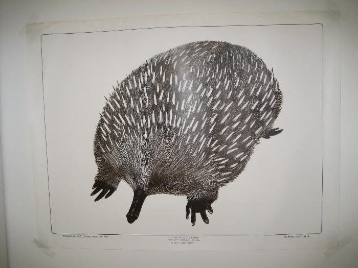 Hedgehog print