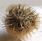 Pufferfish 