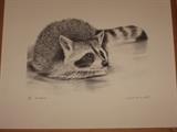 black ink drawing of raccoon by Charles Backerdorf #263/750