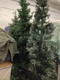 Christmas Trees