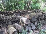 tons of firewood