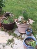 GARDENING / FLOWER POTS