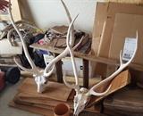 6 Point Axis Deer Full Skull European Mount