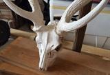 Skull of 6 Point Axis Deer Full European Mount
