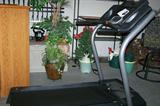 Nordic Track treadmill, decorative greenery arrangements.