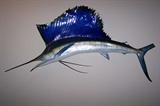 Five foot Marlin (broken tail).