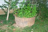 Large iron pot/kettle. It has a small hole, but that doesn't keep it from being an awesome flower pot!